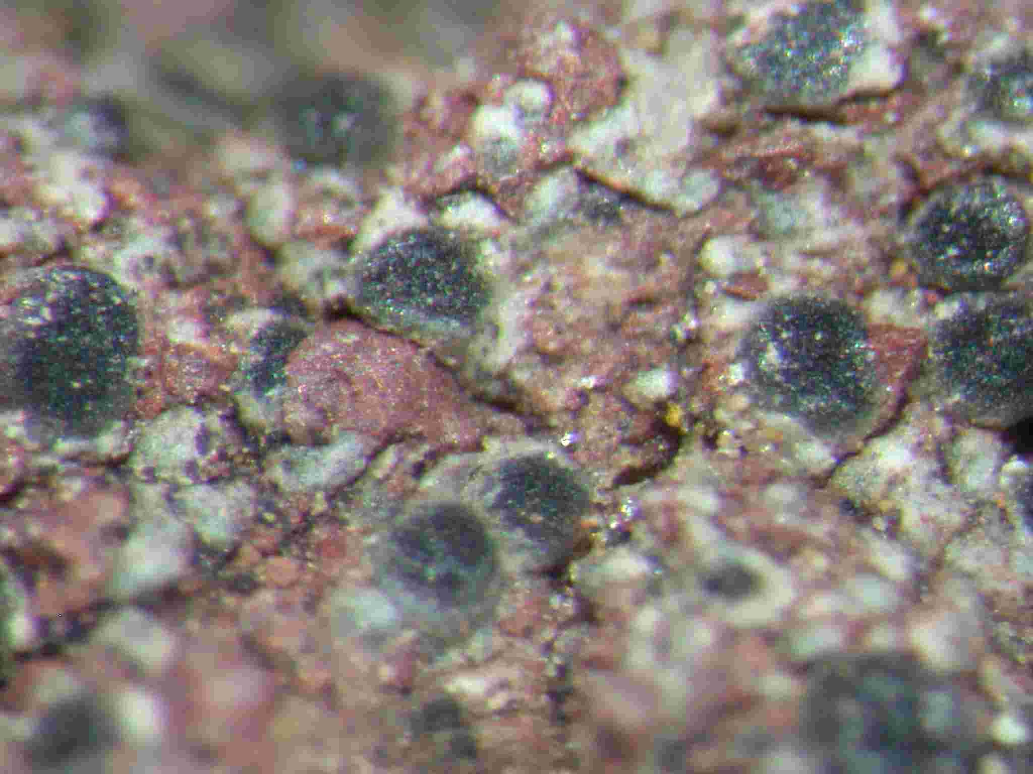 [Rinodina oleae]